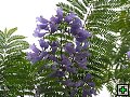 thn_NZ leden-unor 2006 044.jpg